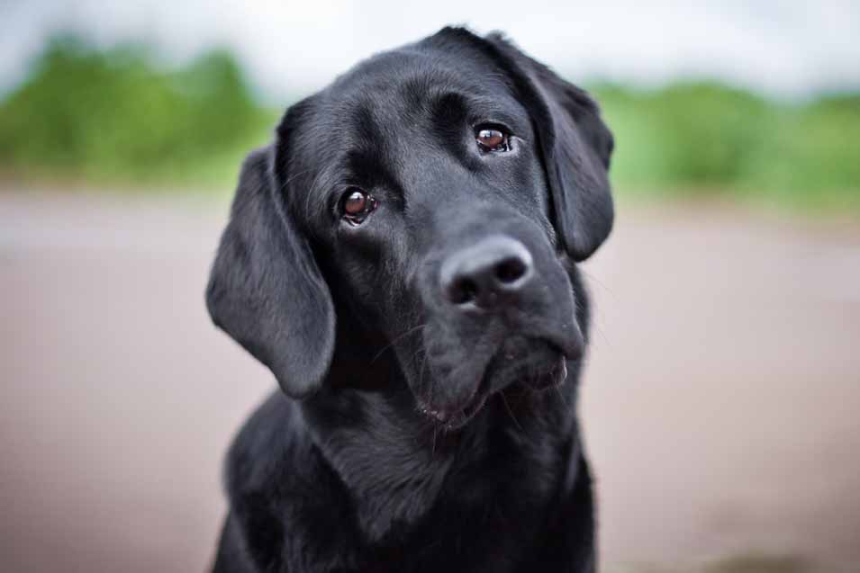 Picture of Black Lab