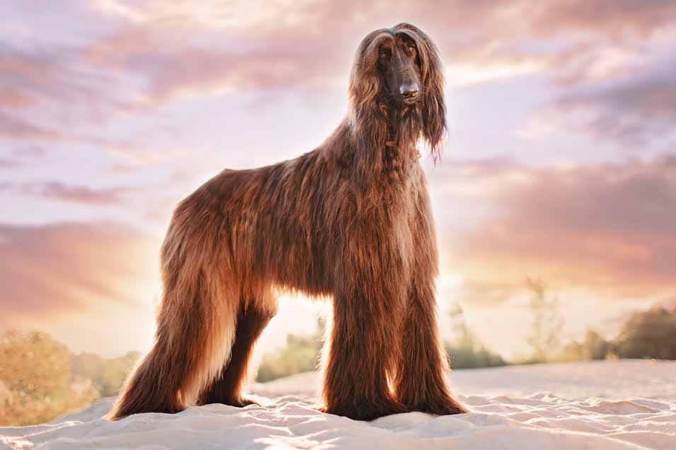 Picture of a Afghan Hound