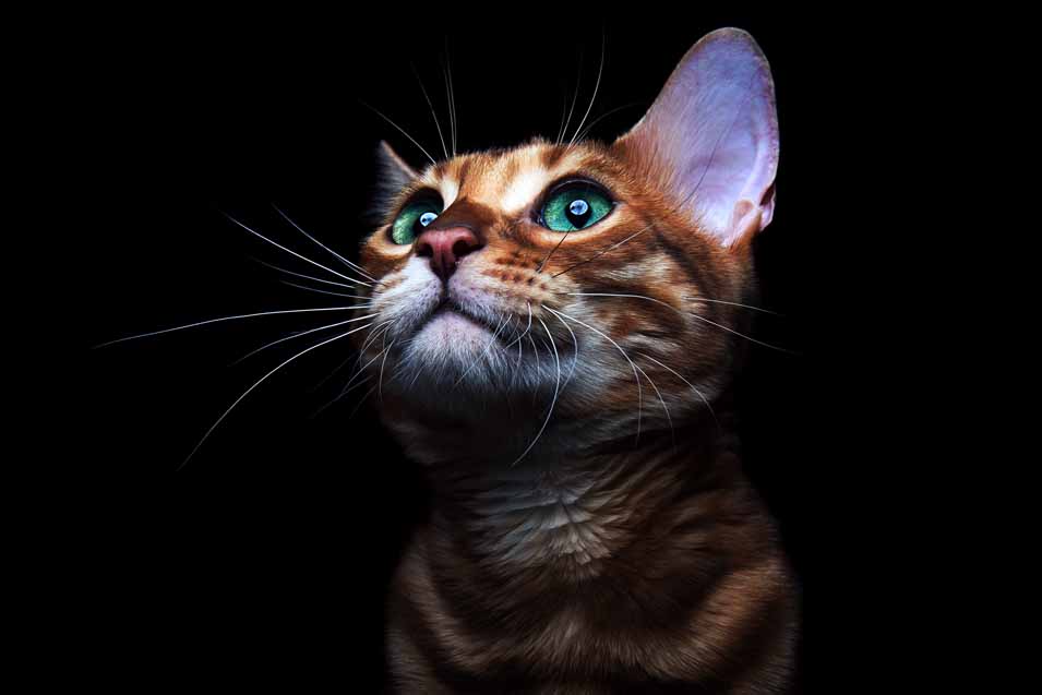 Picture of cat on a black background