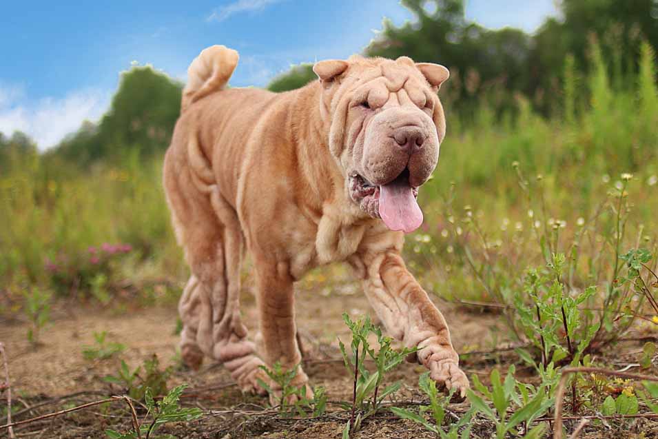 Picture of a Chinese Sharpei