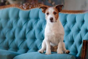 Picture of a Jack Russel Terrier on a blue sofa