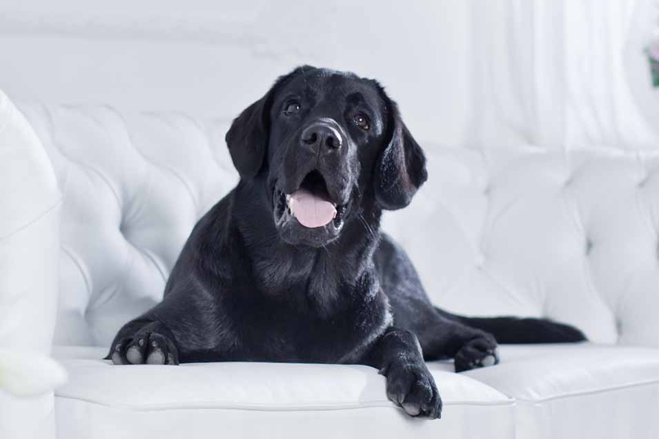 Picture of Labrador Retriever on a white sofa