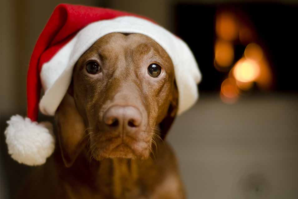 Picture of Vizsla wearing a Christmas hat