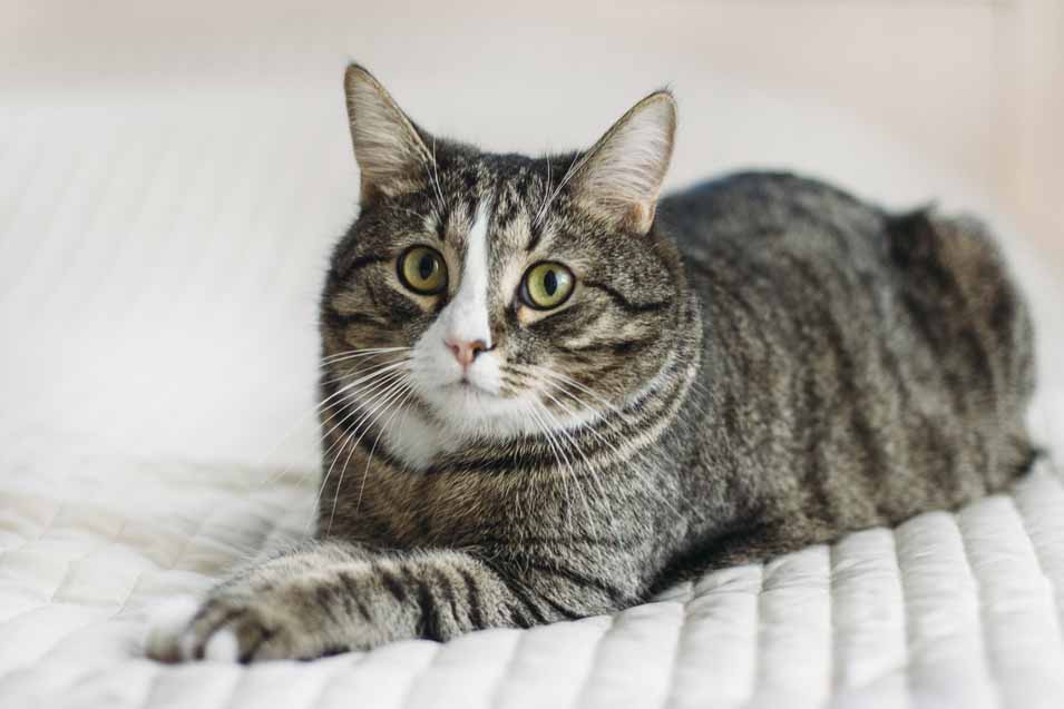 Picture of cat on a bed