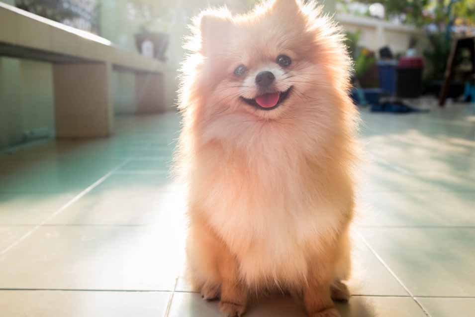 Picture of a Pomeranian sitting on the floor