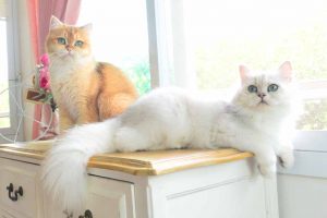 Picture of two cats on a dresser