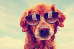 Picture of a dog wearing sunglasses