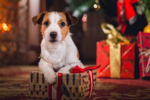 Picture of a dog by the Christmas tree