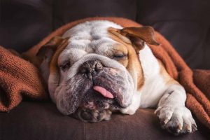 Picture of bulldog sleeping on the sofa
