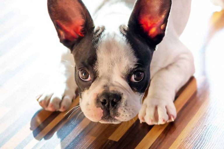 Picture of French Bulldog on a hardwood floor