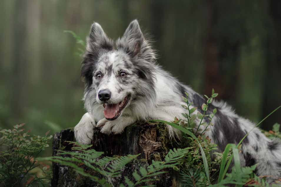Picture of dog on a tree stump