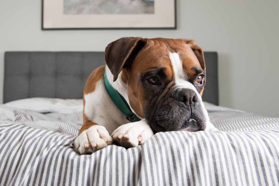 Picture of a Boxer on a bed