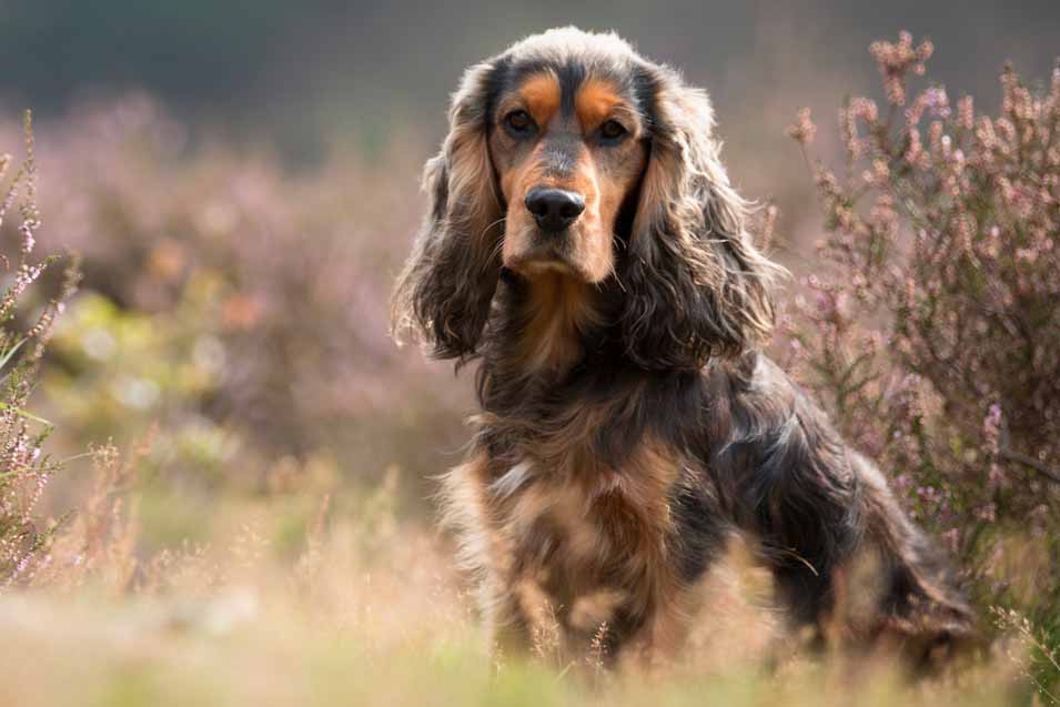 Picture of a Cocker Spaniel 