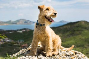 Picture of a Terrier sitting on a rock