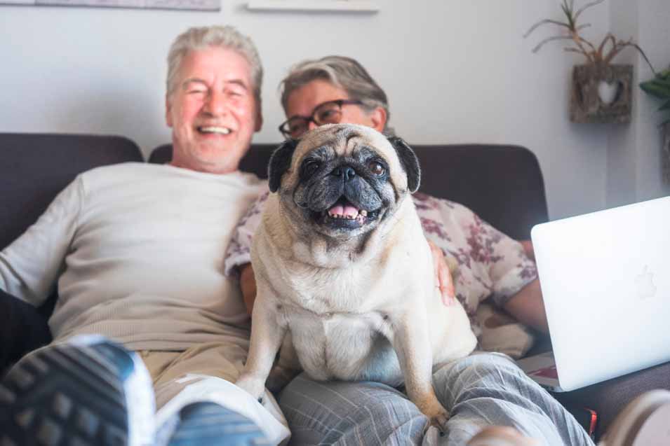 Picture of a pug sitting with an elderly couple