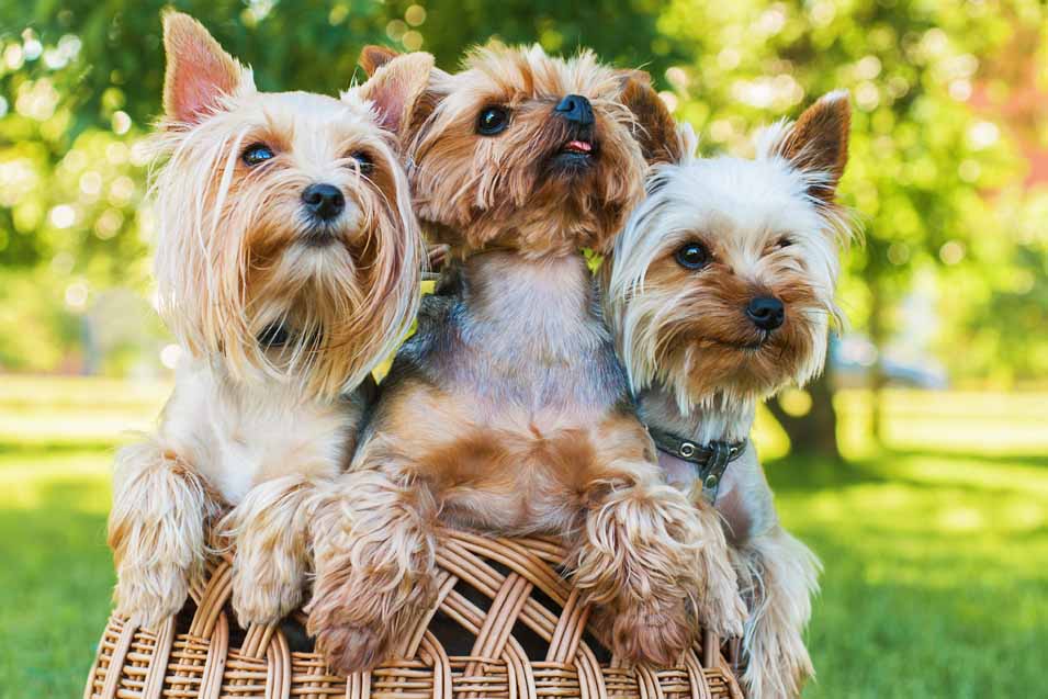 Picture of Yorkshire Terriers in a basket