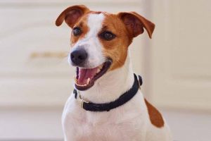 Picture of a brown and white Jack Russell Terrier