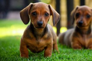 Picture of two dachshunds