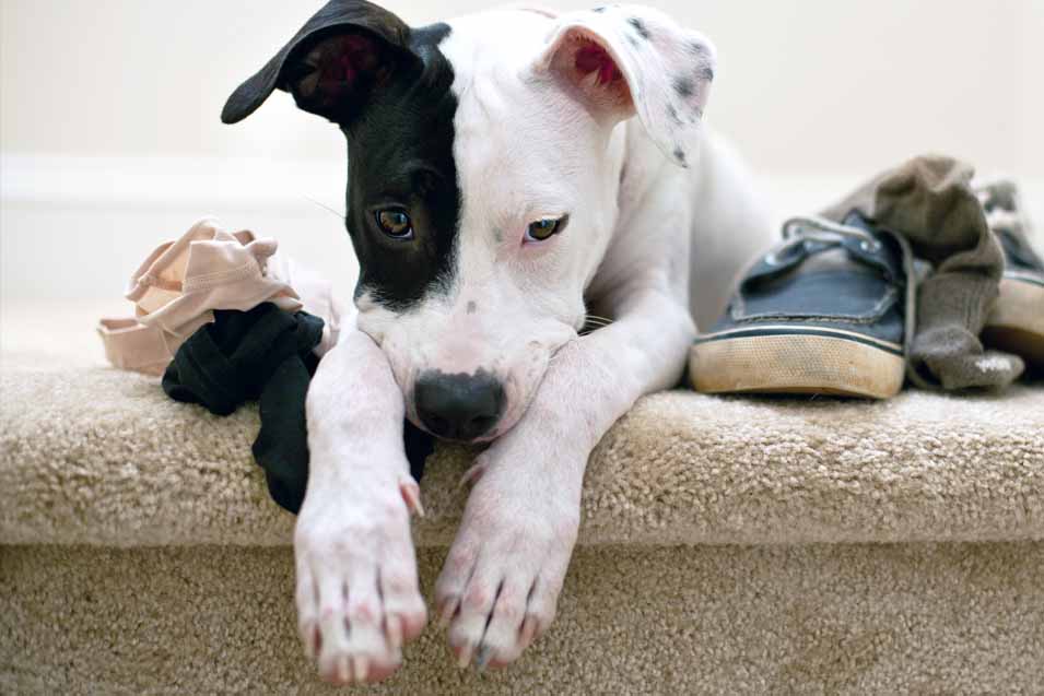 Picture of a dog with shoes and socks