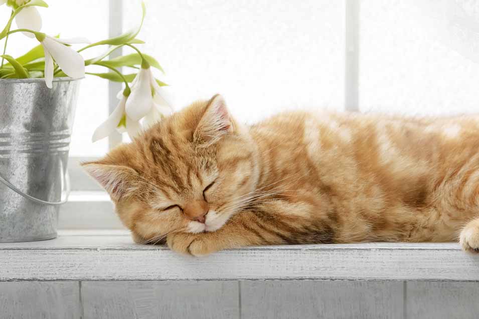 Picture of an orange kitten