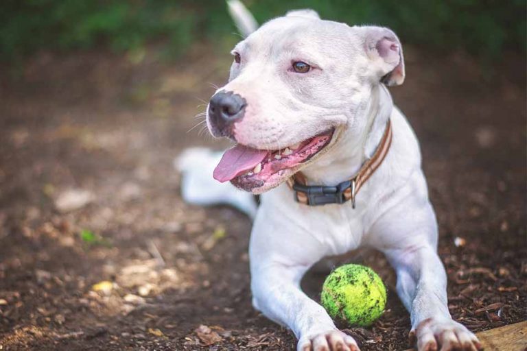 Picture of a dog with a ball