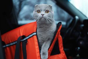 Picture of cat in a orange carrying case