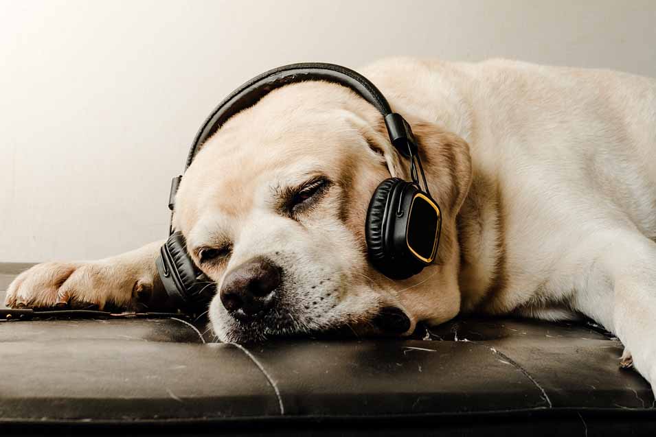 Picture of a dog wearing headphones