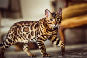 Picture of spotted cat in living room