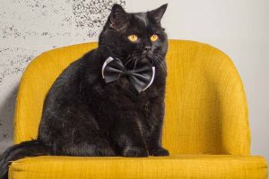 Picture of a black cat sitting on a yellow chair