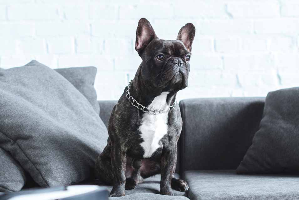 Picture of of a French Bulldog on a sofa