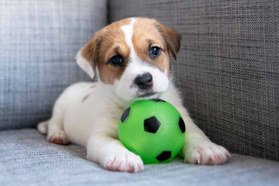 Picture of puppy on a sofa with a ball