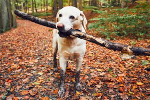 Picture of a dog carrying a stick