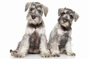 Picture of 2 Schnauzers