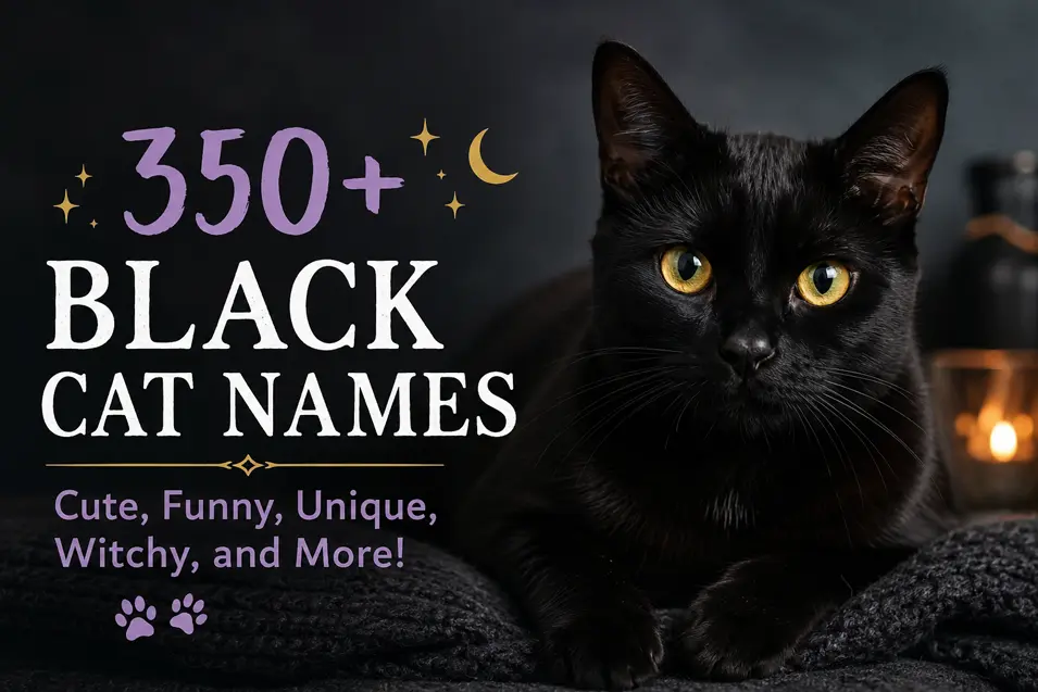 350+ Black Cat Names: Cute, Funny, Witchy, Unique & Magical Name Ideas for Every Black Cat