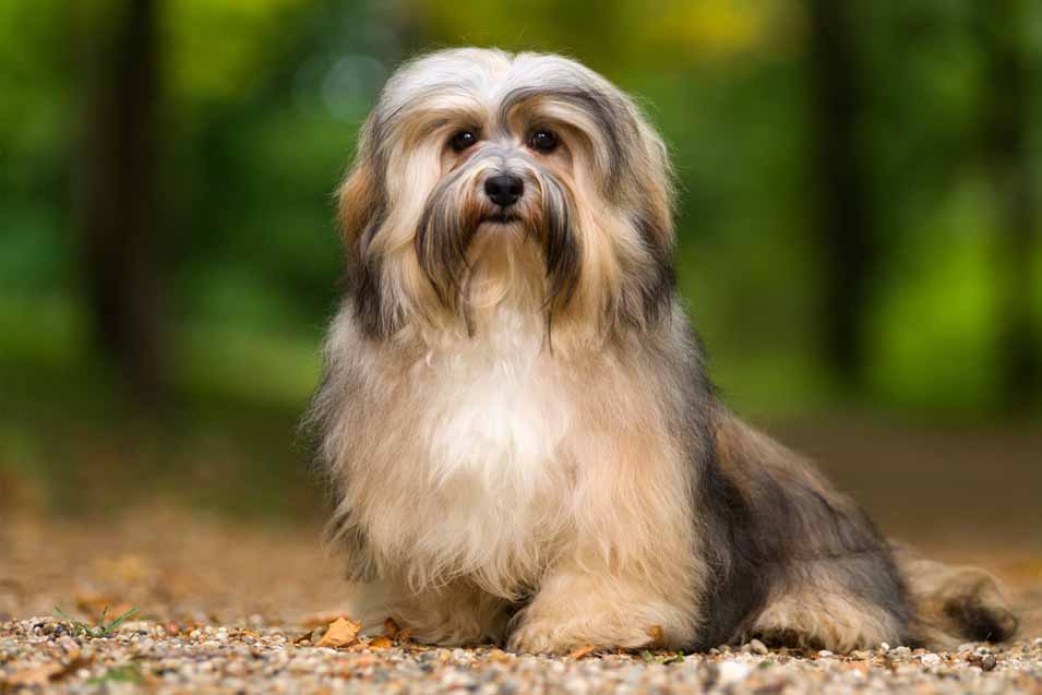 Picture of a Havanese