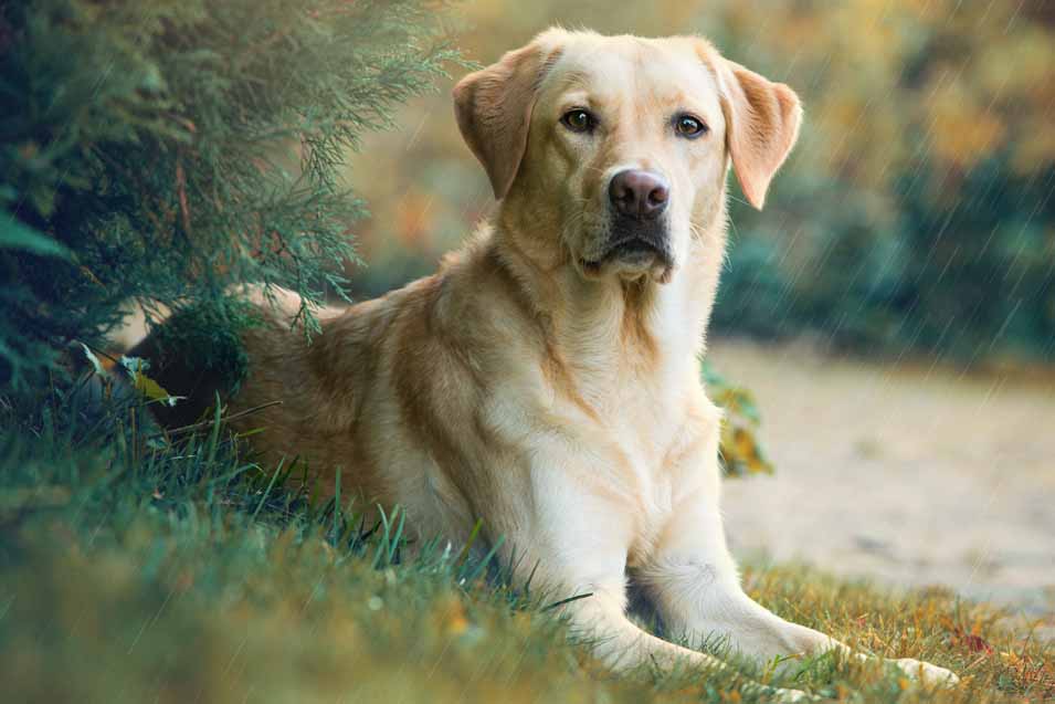 Picture of a Labrador Retriever
