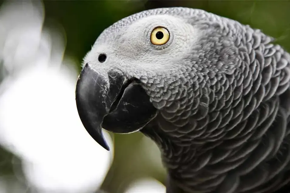 Close-up profile of an African grey parrot with detailed gray feathers, a curved black beak, and a pale yellow eye. The background is softly blurred with green and white tones, drawing attention to the bird's distinctive features.