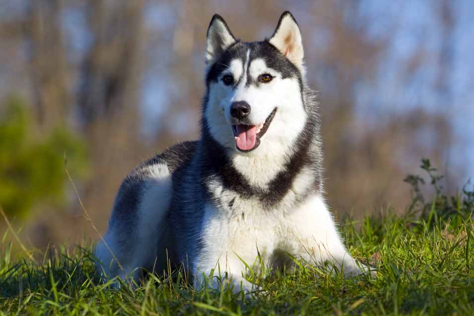 Picture of a Siberian Husky 