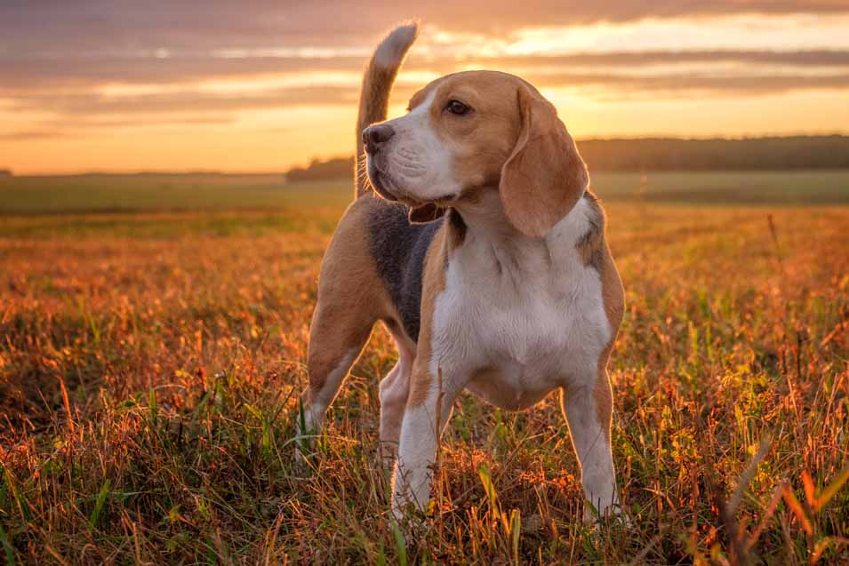 Picture of a Beagle