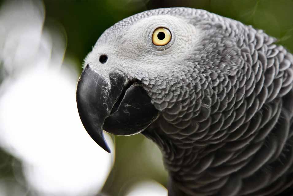 Picture of an African Grey Parrot