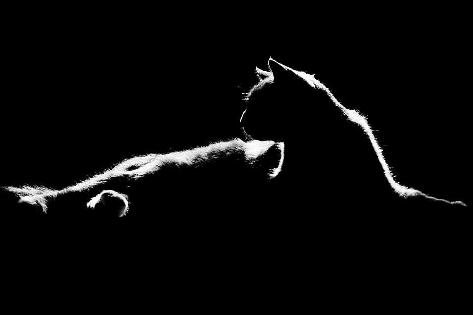 Picture of a black cat silhouette