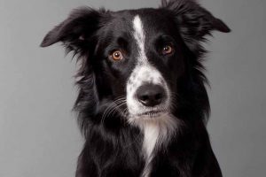 Picture of a black and white Border Collie