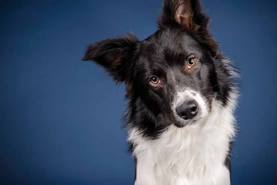 Picture of a Border Collie