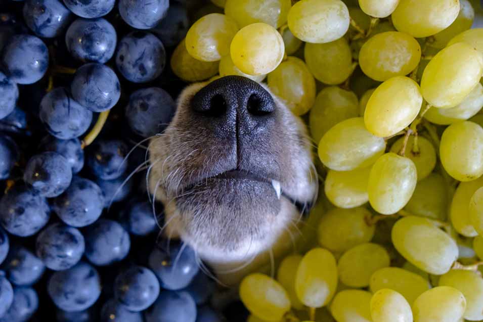 Picture of a dog and grapes
