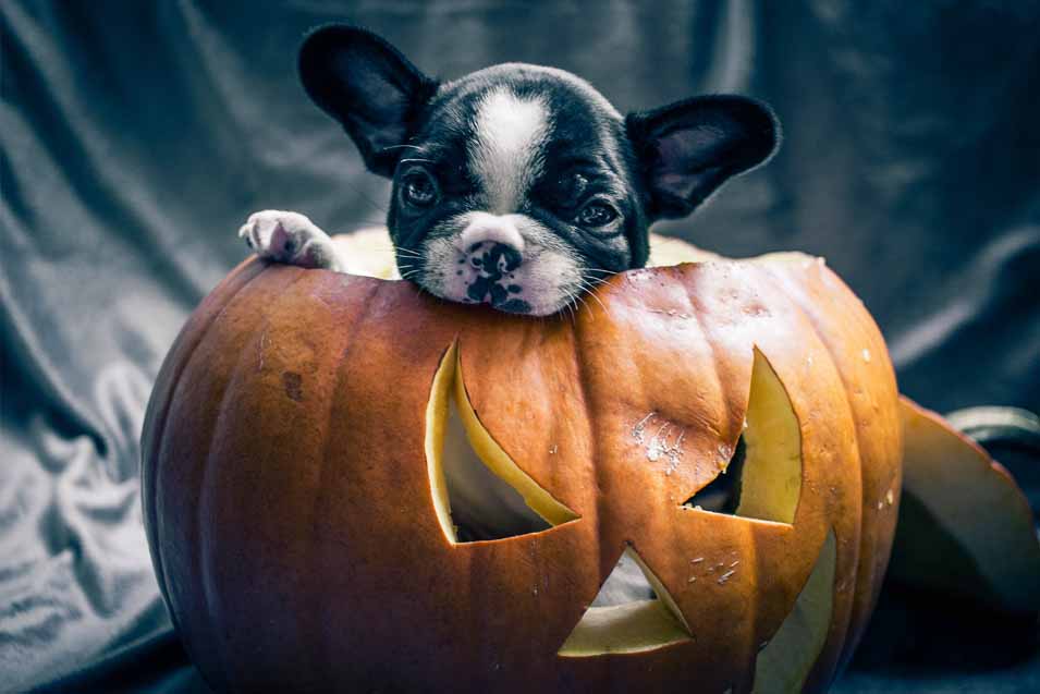 Picture of a puppy eating pumpkin