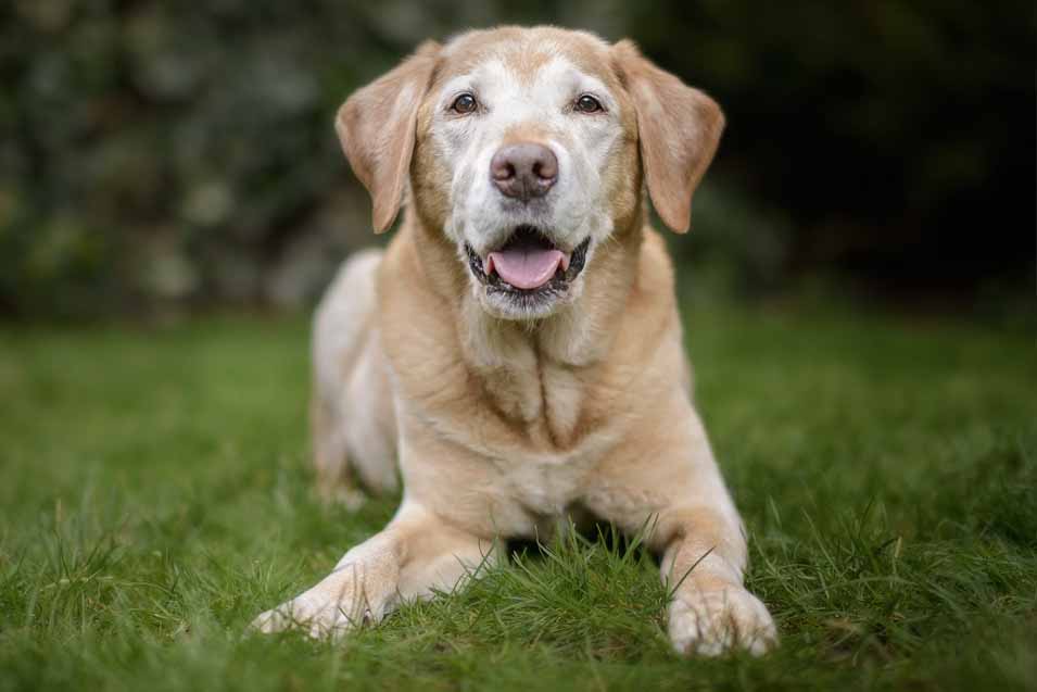 Picture of a older dog