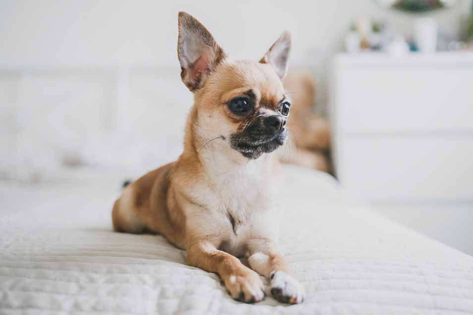 Picture of a Chihuahua