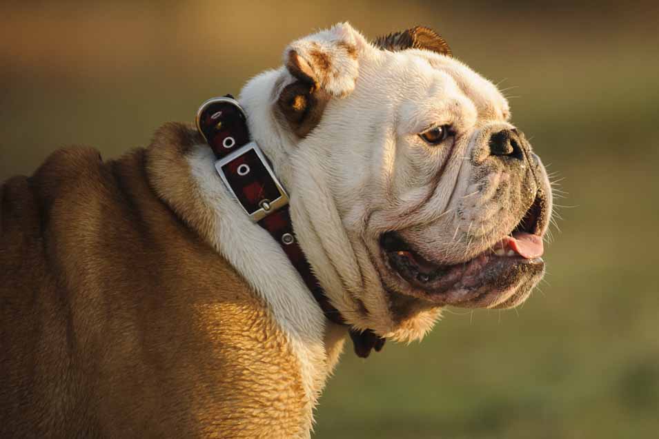 Picture of a Purebred Bulldog