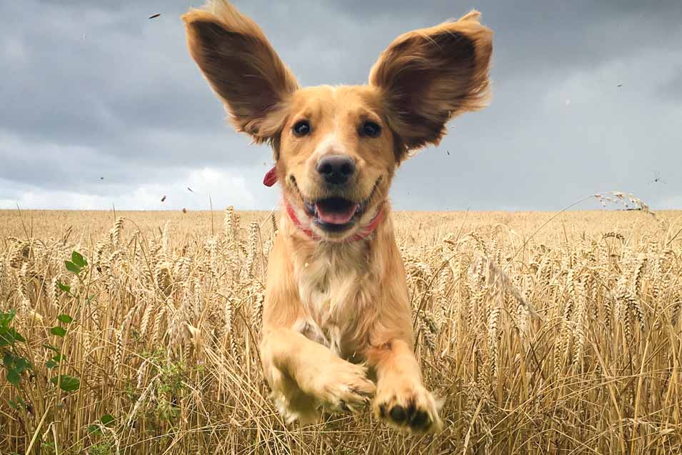 Picture of a dog running in a field