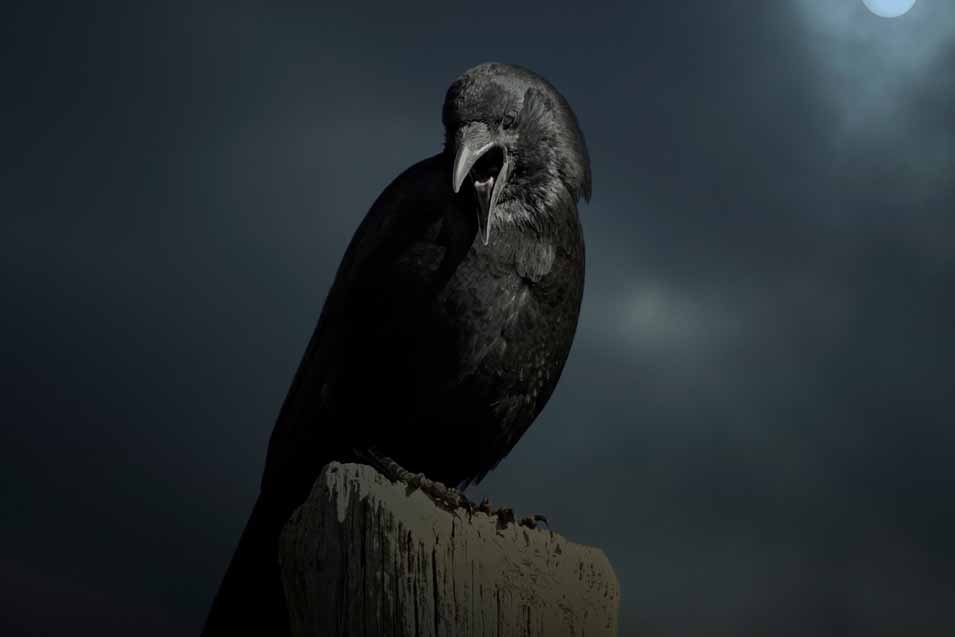 Picture of a crow at night